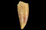 Serrated, Raptor Tooth - Real Dinosaur Tooth #179632-1